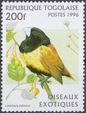 Tricolored Munia (Lonchura malacca)
