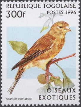 Common Linnet (Acanthis cannabina)