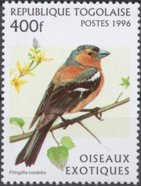 Common Chaffinch (Fringilla coelebs)