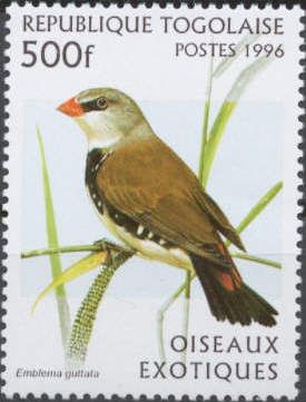 Diamond Firetail (Stagonopleura guttata)