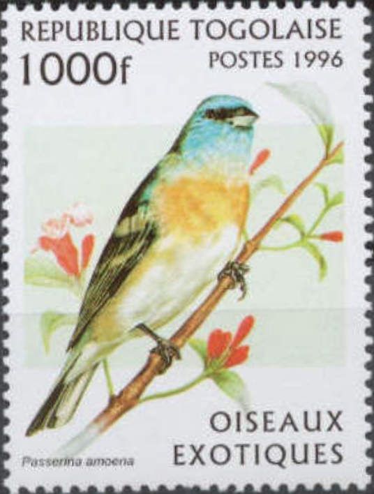 Lazuli Bunting (Passerina amoena)