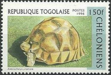 Angonoka Tortoise (Astrochelys yniphora)