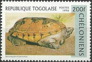 Mexican Musk Turtle (Staurotypus triporcatus)