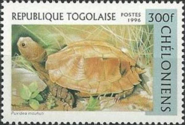 Keeled Box Turtle (Pyxidea mouhoti)