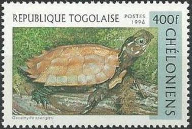 Black-breasted Leaf Turtle (Geoemyda spengleri)