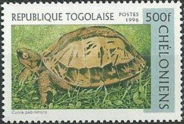 Vietnamese Box Turtle (Cuora galbinifrons)