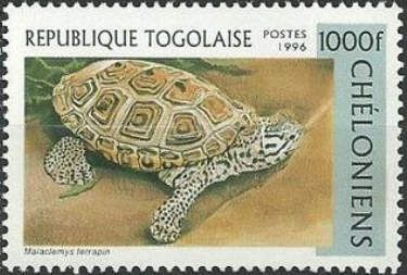 Diamondback Terrapin (Malaclemys terrapin)