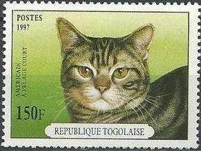 American Shorthair (Felis silvestris catus)