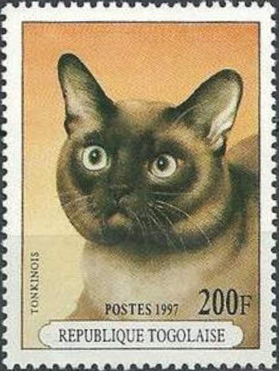 Tonkin Cat (Felis silvestris catus)