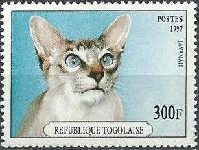 Java Cat (Felis silvestris catus)