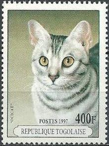 Ocicat (Felis silvestris catus)