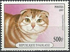 Scottish Fold (Felis silvestris catus)