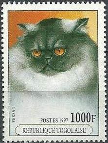 Persian (Felis silvestris catus)