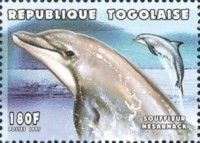 Common Bottlenose Dolphin (Tursiops truncatus)
