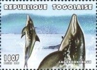 Pacific White-sided Dolphin (Sagmatias obliquidens)