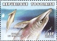 Atlantic Humpback Dolphin (Sousa teuszii)