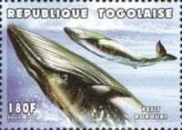Common Minke Whale (Balaenoptera acutorostrata)