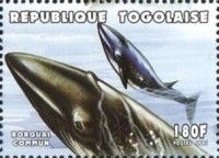 Fin Whale (Balaenoptera physalus)