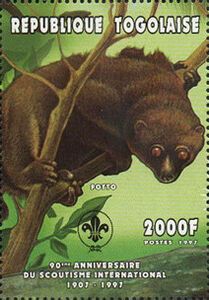 West African Potto (Perodicticus potto)
