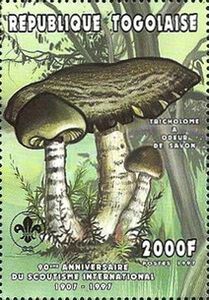 Tricholoma saponaceum