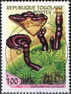 Ganoderma lucidum