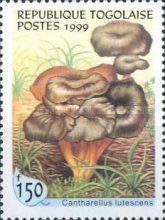 Cantharellus lutescens