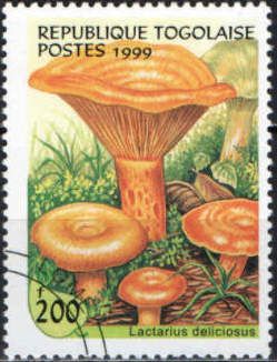 Lactarius deliciosus