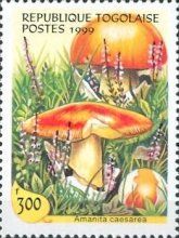 Amanita caesarea