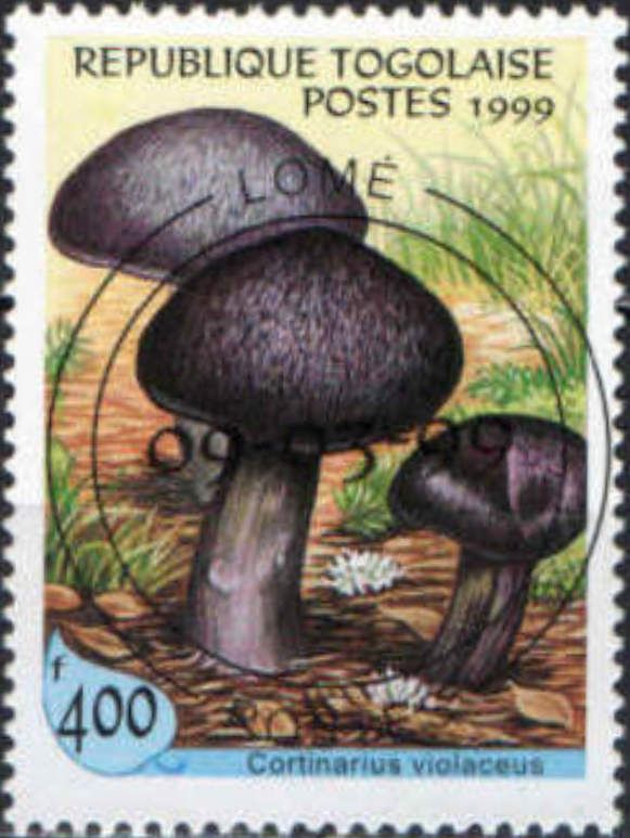 Cortinarius violaceus
