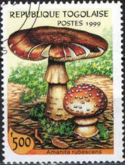 Amanita rubescens