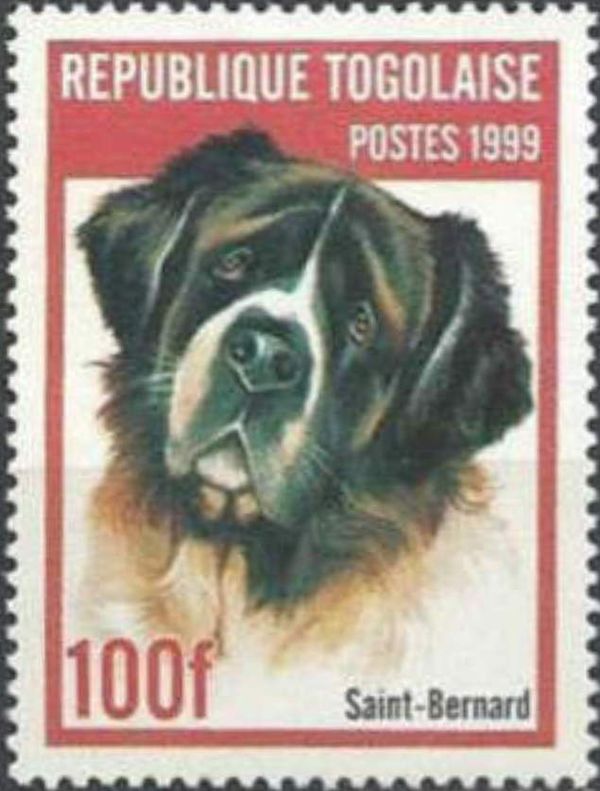 Saint Bernard (Canis lupus familiaris)
