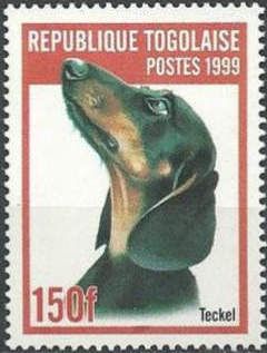 Short-haired Dachshund (Canis lupus familiaris)