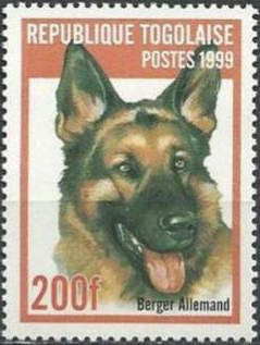 German Shepherd (Canis lupus familiaris)