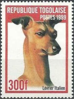 Italian Greyhound (Canis lupus familiaris)