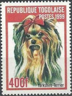 Yorkshire Terrier (Canis lupus familiaris)