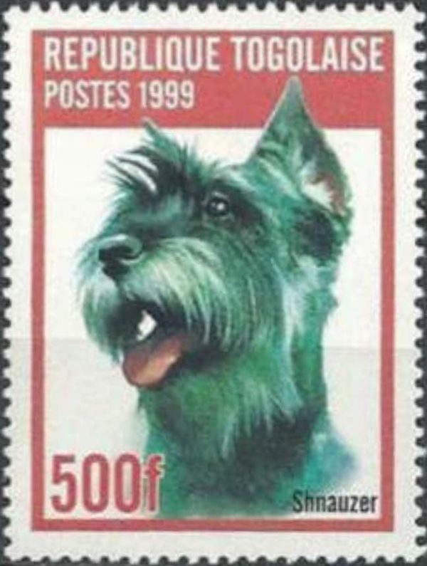 Schnauzer (Canis lupus familiaris)