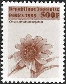 Chrysanthemum segetum