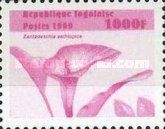Zantedeschia aethiopica