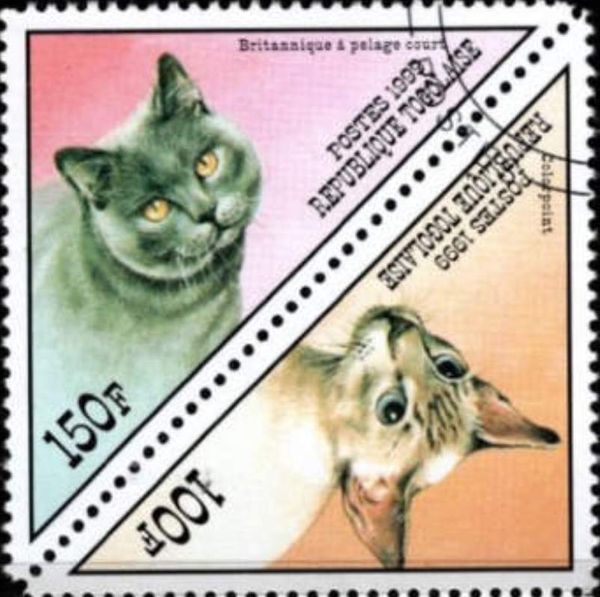 Colorpoint, British Shorthair (Felis silvestris catus)