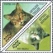 Ocicat, Ragdoll (Felis silvestris catus)