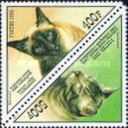 Balinese, California Spangled (Felis silvestris catus)