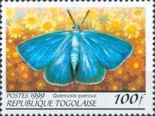 Purple Hairstreak (Quercusia quercus)