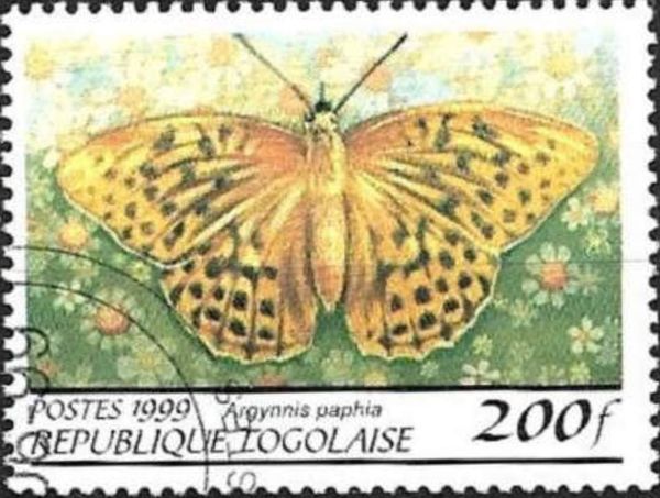 Silver-washed Fritillary (Argynnis paphia)