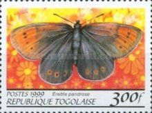 Dewy Ringlet (Erebia pandrose)