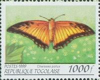 Charaxes pollux