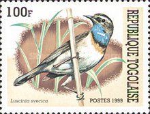 Bluethroat (Luscinia svecica)