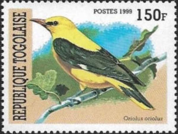 Golden Oriole (Oriolus oriolus)