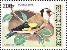 European Goldfinch (Carduelis carduelis)