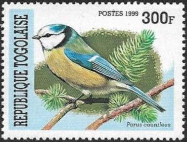 Blue Tit (Parus caeruleus)