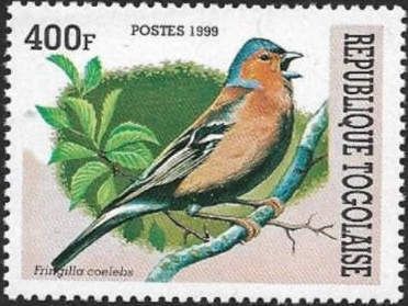Common Chaffinch (Fringilla coelebs)